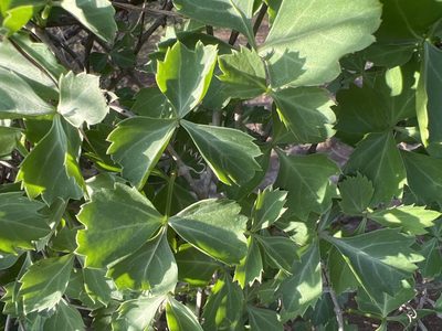 Cissus trifoliata, photographed by Alan Weakley