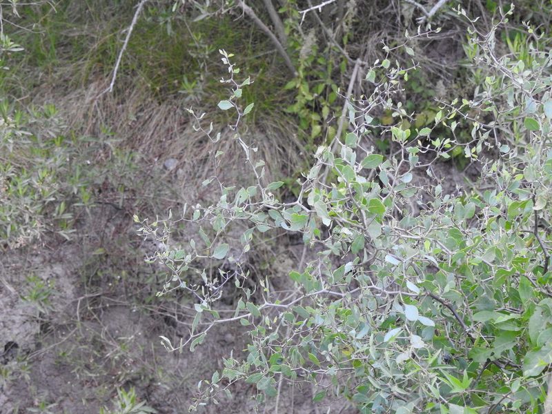 Lycium boerhaviifolium, photographed by Eduardo Luis Beltrocco