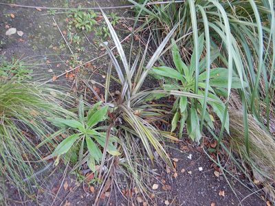 Echium pininana, photographed by Jon Sullivan