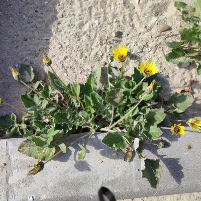 Arctotheca calendula, photographed by Quentin Groom