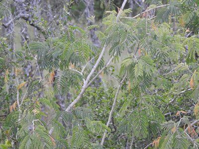 Senegalia bonariensis, photographed by Eduardo Luis Beltrocco