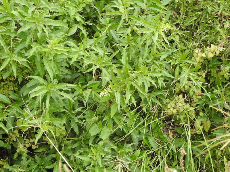 Cestrum parqui, photographed by Eduardo Luis Beltrocco