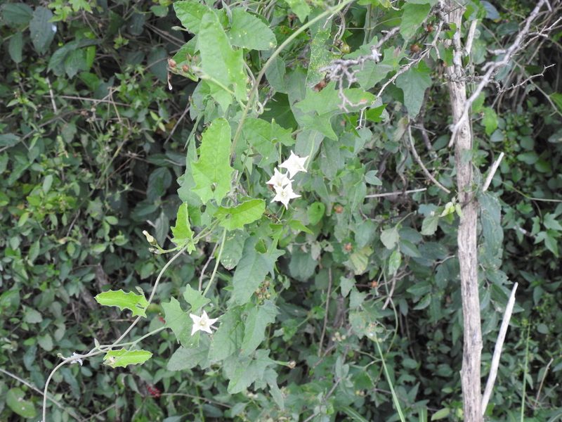 Convolvulus crenatifolius, photographed by Eduardo Luis Beltrocco