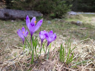 Crocus heuffelianus, photographed by xulescu_g
