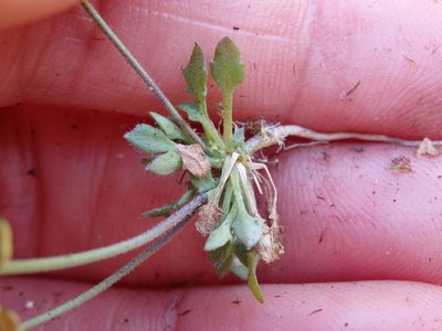 Teesdalia nudicaulis, photographed by Carminda Santos