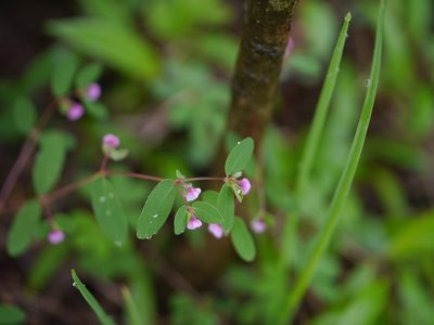 Euphorbia concanensis, photographed by Dinesh Valke