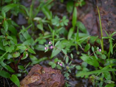 Euphorbia concanensis, photographed by Dinesh Valke