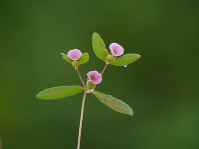 Euphorbia concanensis, photographed by Dinesh Valke