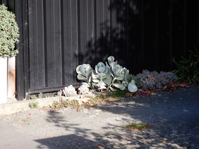 Cotyledon orbiculata, photographed by Jon Sullivan
