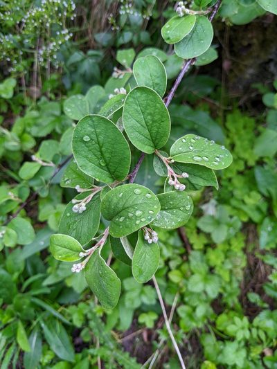 Cotoneaster tomentosus, photographed by Tobias Schönberg