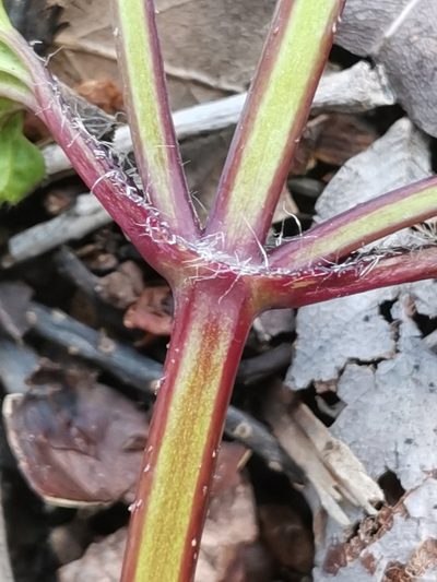 Stachys spinulosa, photographed by Ljaž