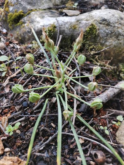 Ornithogalum exscapum, photographed by Ljaž