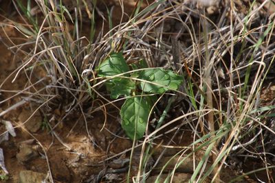 Solanum capense, photographed by Tony Rebelo