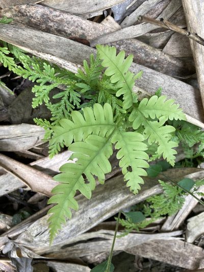 Pteris biaurita, photographed by 張家瑜