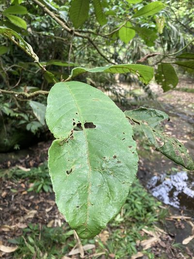 Saurauia tristyla, photographed by 張家瑜