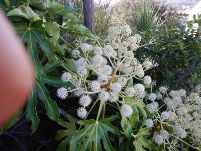 Fatsia japonica, photographed by Jon Sullivan