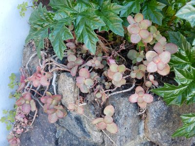 Crassula multicava, photographed by Jon Sullivan