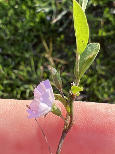 Evolvulus convolvuloides, photographed by Alan Weakley