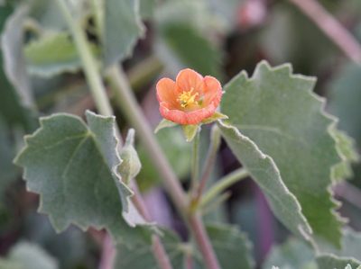 Abutilon parvulum