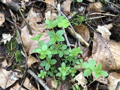 Galium rotundifolium, photographed by Jason Grant