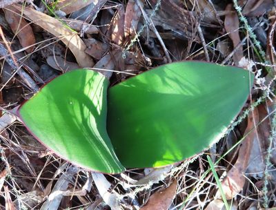Haemanthus sanguineus, photographed by linkie