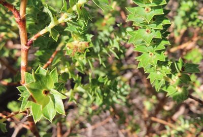 Cliffortia schlechteri, photographed by linkie