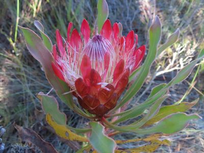 Protea susannae, photographed by linkie