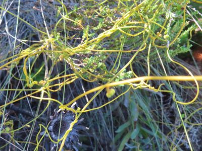 Cassytha ciliolata, photographed by linkie