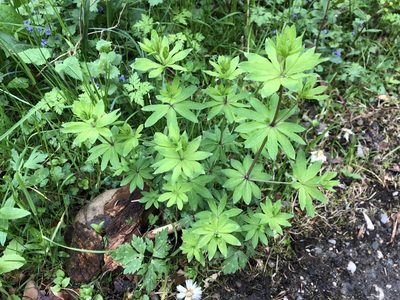 Galium sylvaticum, photographed by Jason Grant