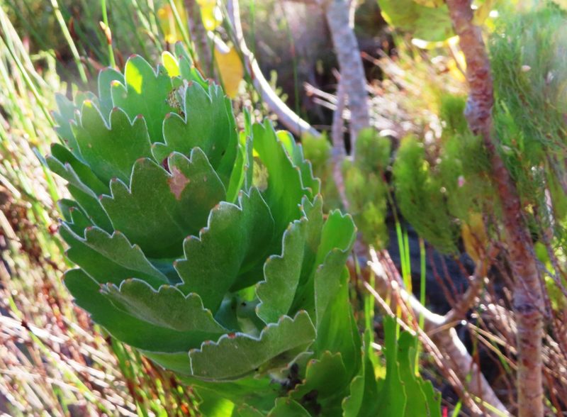 Leucospermum patersonii, photographed by linkie