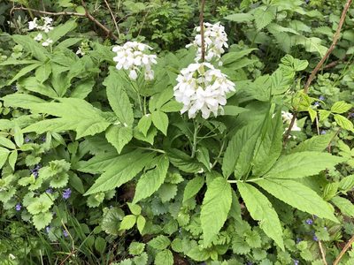 Cardamine heptaphylla, photographed by Jason Grant