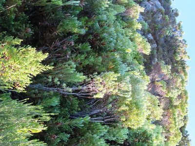 Leucadendron meridianum, photographed by linkie