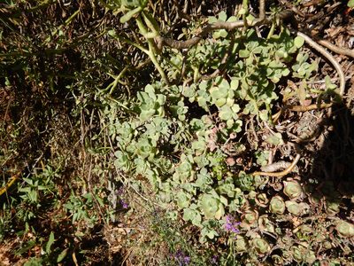 Aeonium haworthii, photographed by Jon Sullivan