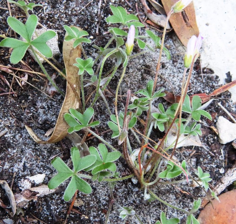 Oxalis truncatula, photographed by linkie
