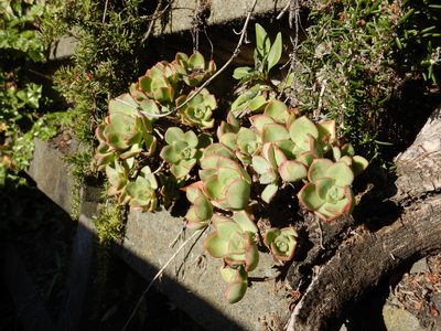 Aeonium haworthii, photographed by Jon Sullivan