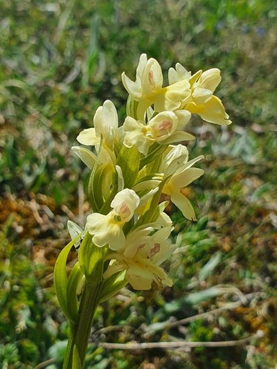Dactylorhiza insularis, photographed by Martiño Cabana Otero