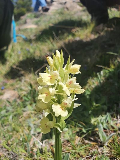 Dactylorhiza insularis, photographed by Martiño Cabana Otero