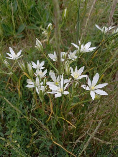 Ornithogalum orthophyllum, photographed by Ingrid Meng