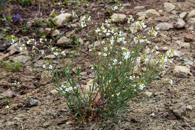 Arabidopsis lyrata, photographed by David Eberly