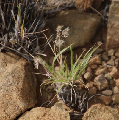 Enneapogon scaber, photographed by Tony Rebelo