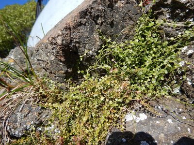 Asplenium flabellifolium, photographed by Jon Sullivan