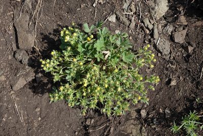 Potentilla humifusa, photographed by Oleg Kosterin