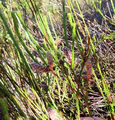 Spatalla ericoides, photographed by linkie
