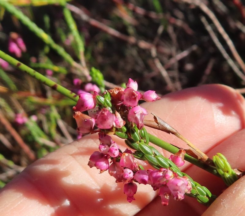Erica rhopalantha, photographed by linkie