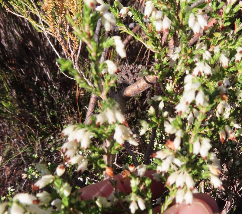Erica imbricata, photographed by linkie