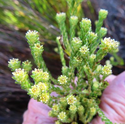 Staavia radiata, photographed by linkie