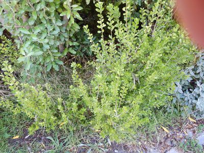 Melicytus obovatus, photographed by Jon Sullivan