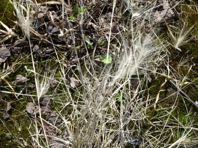 Hordeum jubatum, photographed by Виктория Билоус
