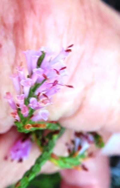 Erica innovans, photographed by linkie