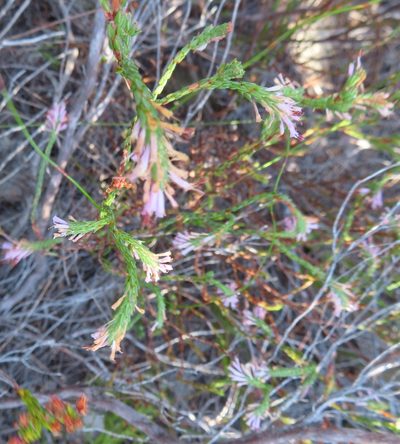 Erica innovans, photographed by linkie